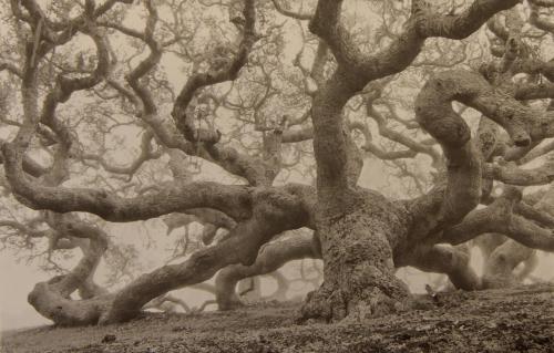 Coast Oak, 1991, California