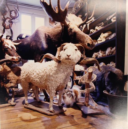 Museology, Deyrolle Taxidermy, Paris, France