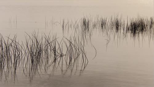 Lake Champlain, Reeds