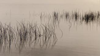 Lake Champlain, Reeds