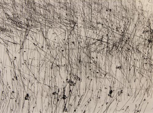 Grasses, Jericho Center, VT