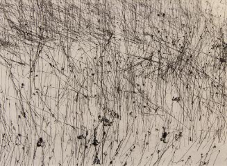 Grasses, Jericho Center, VT