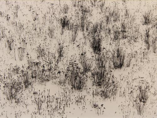 Winter Grasses