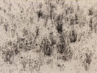 Winter Grasses