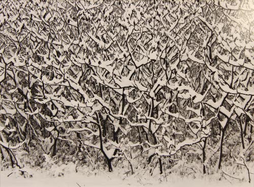 Sycamores, New England, 1981