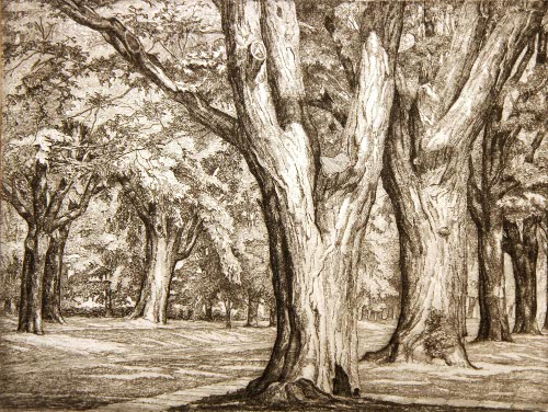 Trees, Manchester, Vermont, Christmas Card