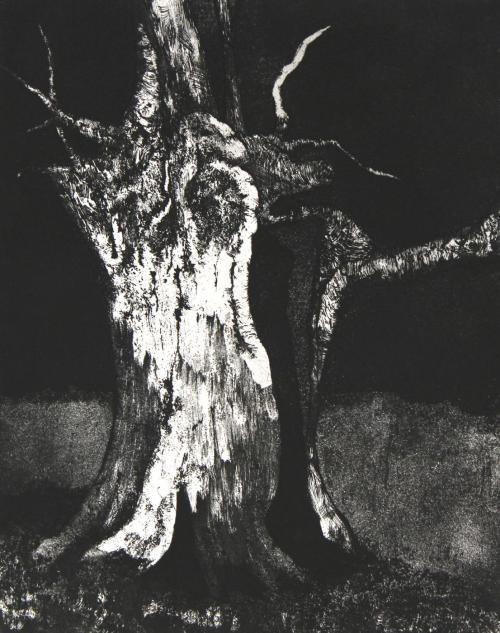 Elm