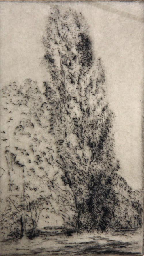 The Poplar