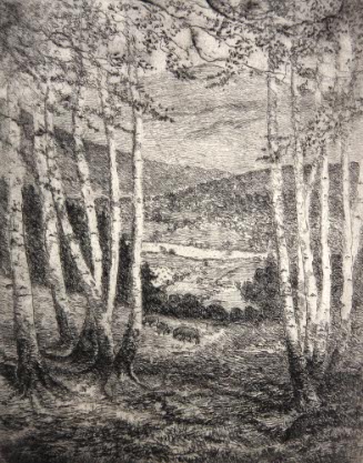 Green Mountain Birches