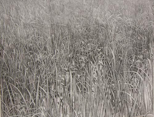 Wetland Grasses
