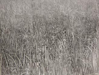 Wetland Grasses