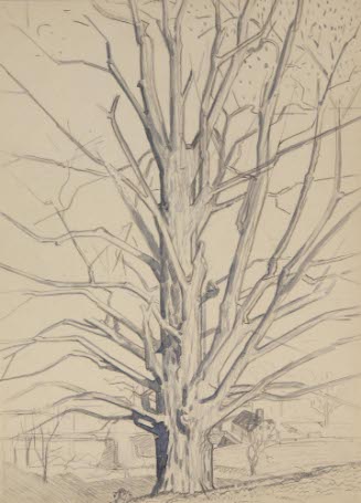 Study of Tree