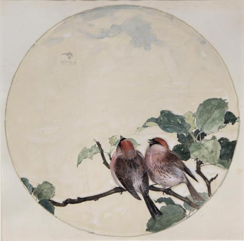 Redpoll
