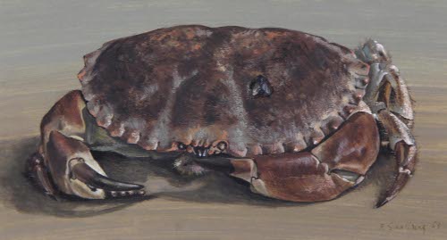 Crab