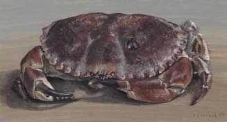 Crab