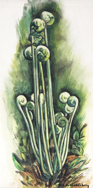 Fiddleferns