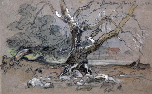 Study of a Tree, Santa Barbara