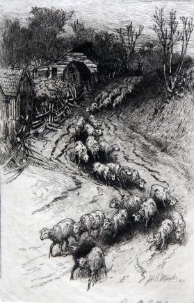 Flock of Sheep