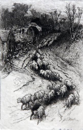 Flock of Sheep
