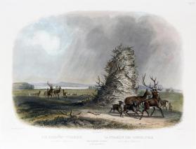 The Elkhorn Pyramid