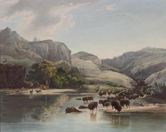 Herd of Bison and Elk