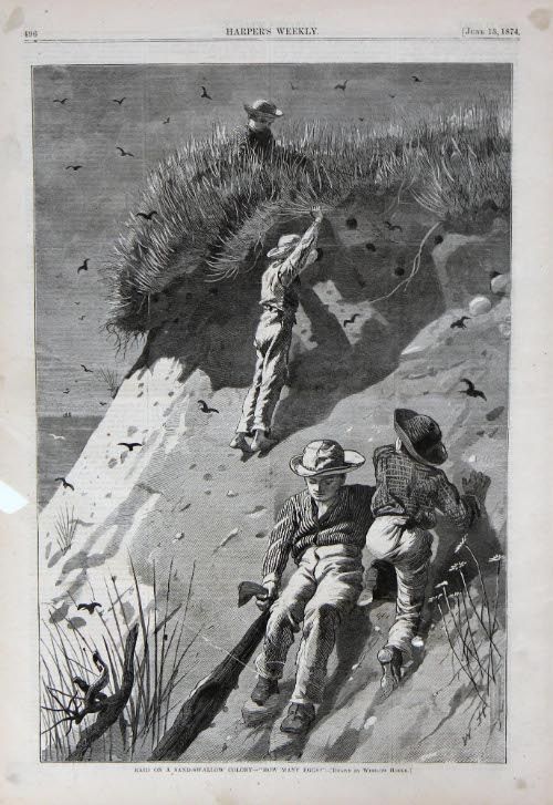 Raid on a Sand Swallow Colony
