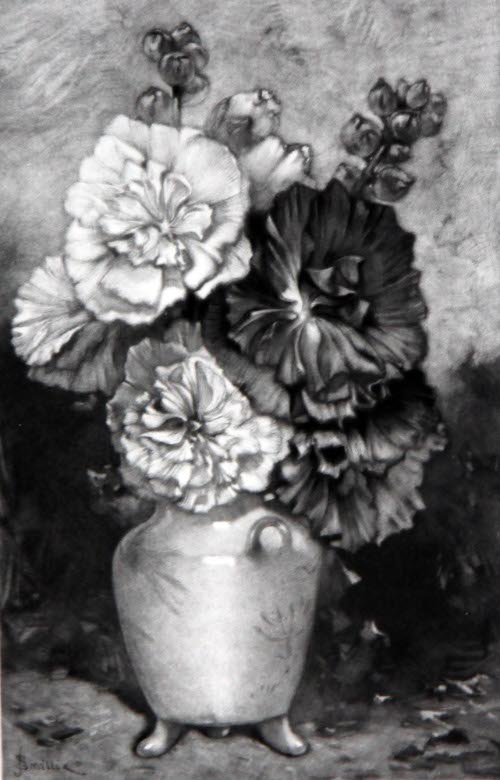 Double Hollyhocks