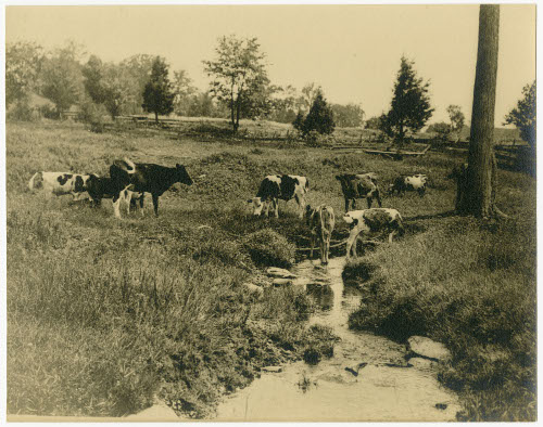 [HEIFERS BY BROOK]