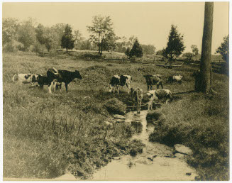 [HEIFERS BY BROOK]
