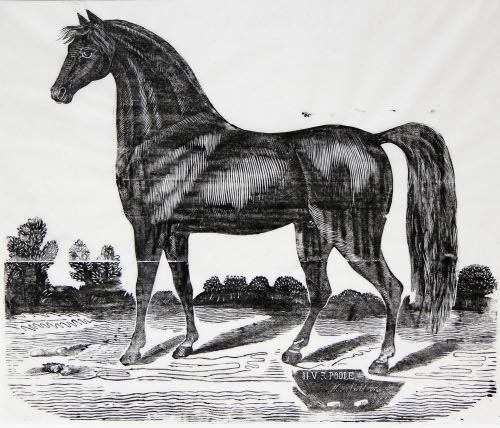 Morgan Horse
