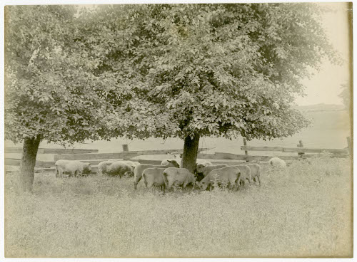 [sheep and tree]