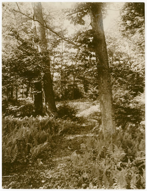 [Maple Trees and Ferns]