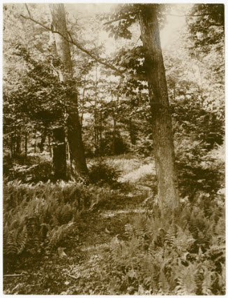 [Maple Trees and Ferns]