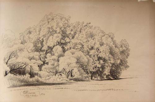 Elm and Willow No. 54