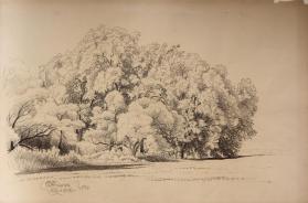 Elm and Willow No. 54