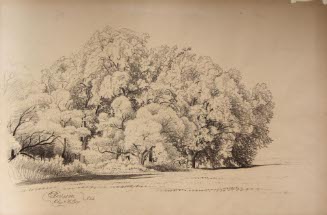 Elm and Willow No. 54