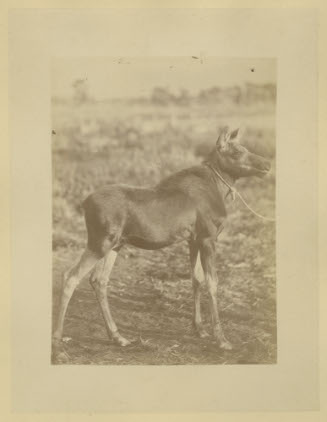 CALF MOOSE