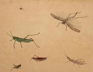 Grasshoppers