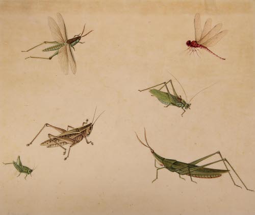 Grasshoppers