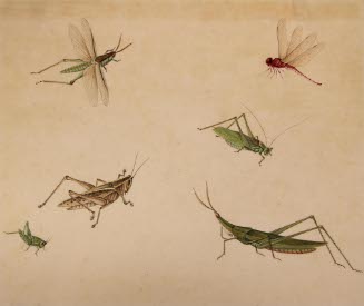 Grasshoppers