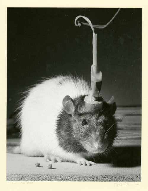Turned on Rat