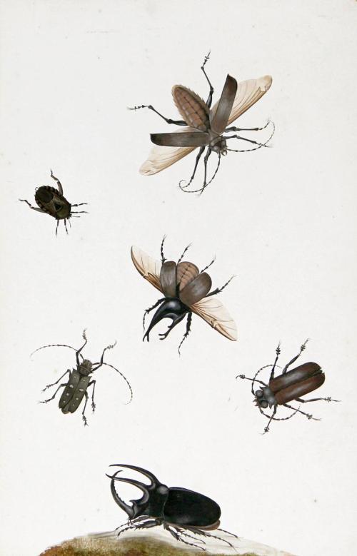 Beetles