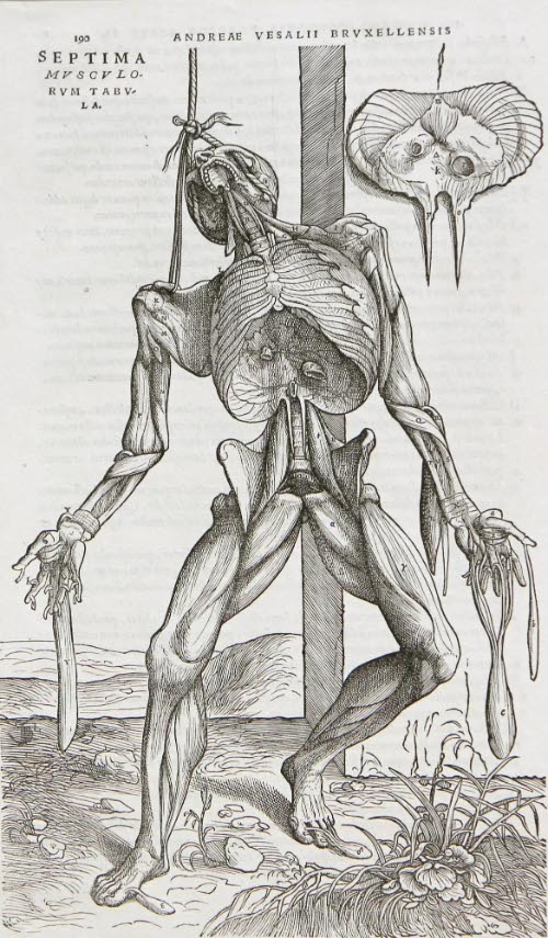 Page from de Huamni Corporis Fabrica, Liber II