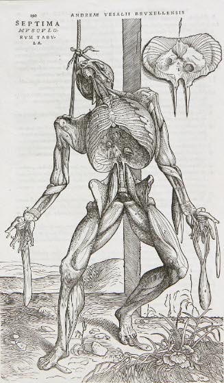 Page from de Huamni Corporis Fabrica, Liber II