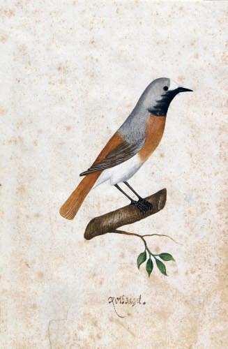 Redstart