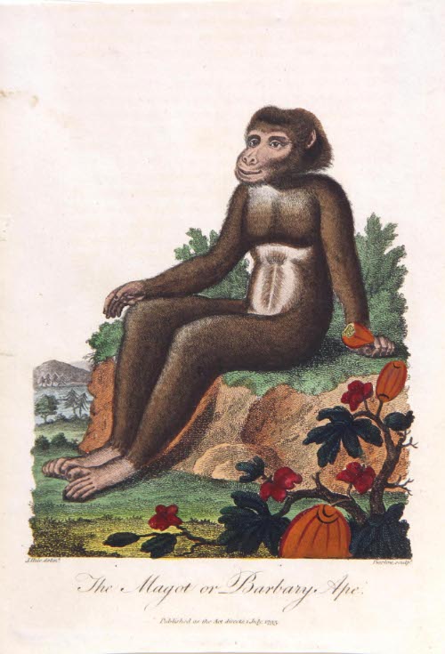 The Magot or Barbary Ape