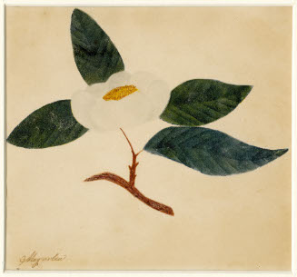 Magnolia
