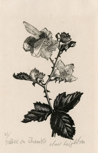 Bee on Bramble