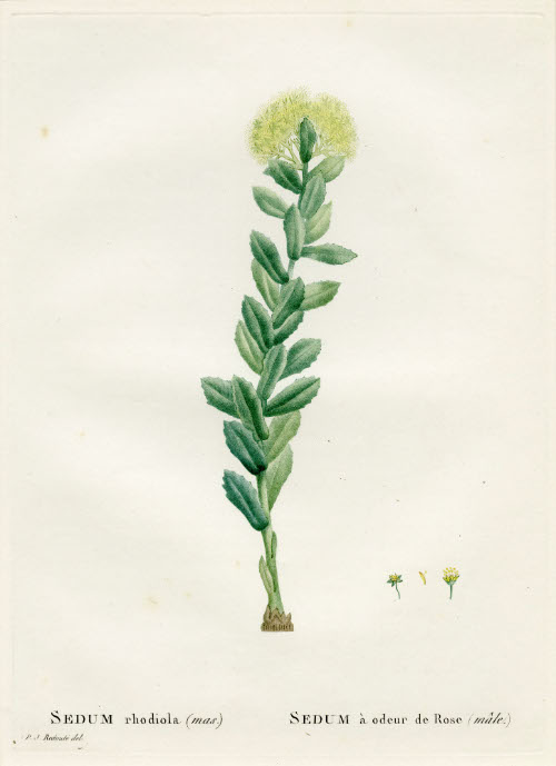 Sedum Rhodiola; Sedum a Odeur de Rose