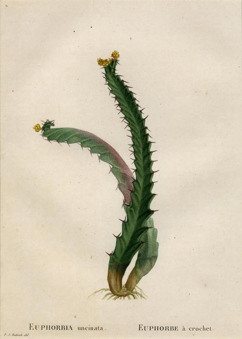 Euphorbia Uncinata; Euphorbe a Crochet